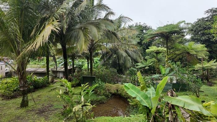 Découvrez une ferme tropicale au pied de la montagne entre Gourbeyre et Trois-Rivières Chemin de Moscou Gourbeyre