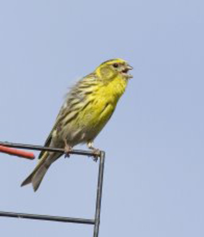 Découvrir et inviter la nature chez soi, Parc Denis et Eugene Bulher, Bordeaux