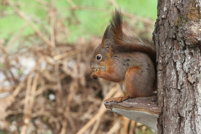 Découvrir et inviter la nature chez soi Square Hypoustéguy Bordeaux