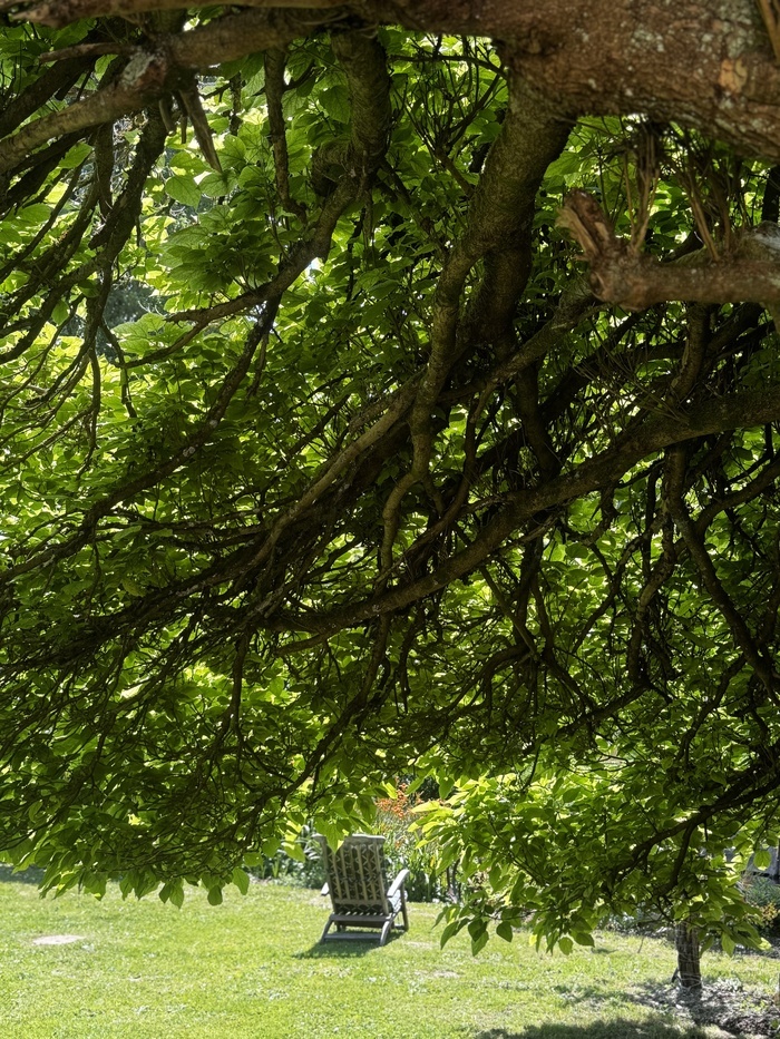 Démonstration : et si les arbres chantaient pour vous ? Sieste sonore au cœur du vivant, Le moulin de Radray, Loisail