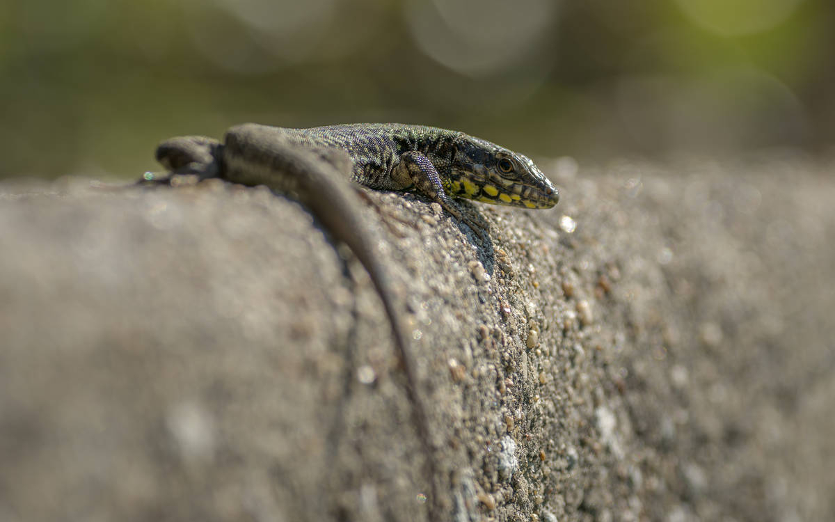 Des écailles dans Paris Maison Paris Nature Paris