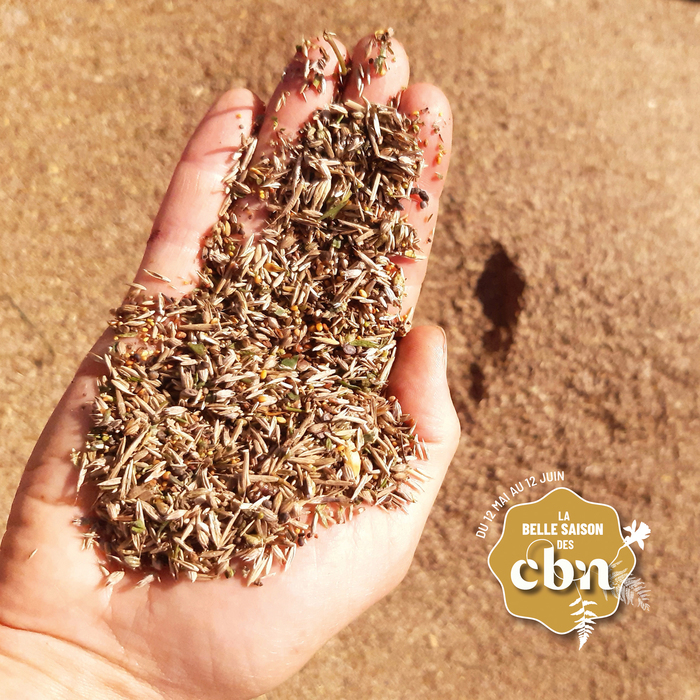 Des graines de plantes sauvages pour restaurer la nature – Haute-Loire, Château de Chavaniac-Lafayette, Chavaniac-Lafayette