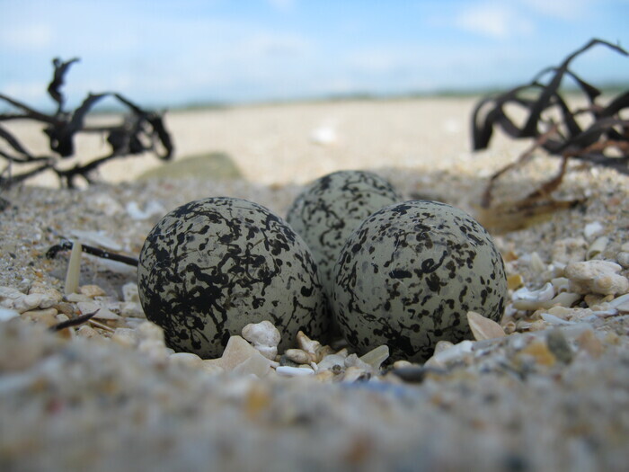 Des gravelots sur nos plages, Parking de la Redoute, chemin de la baie, Merville-Franceville-Plage