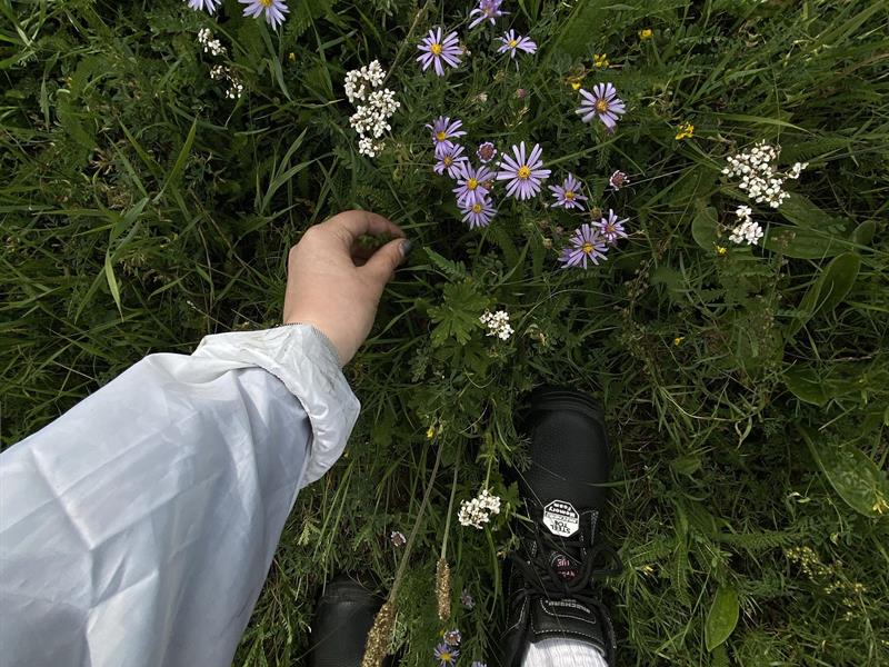 Dînette sauvage  Hoste