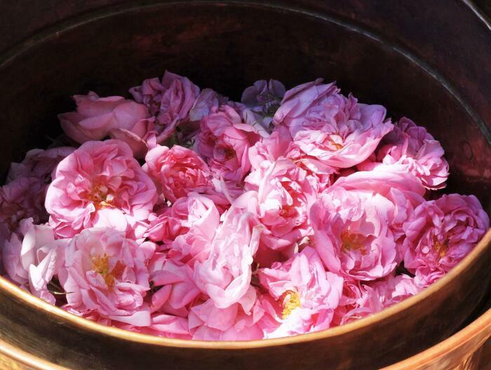 Distillation de roses centifolia fraîches., Jardin de l&rsquo;abbaye de Valsaintes, Simiane-la-Rotonde