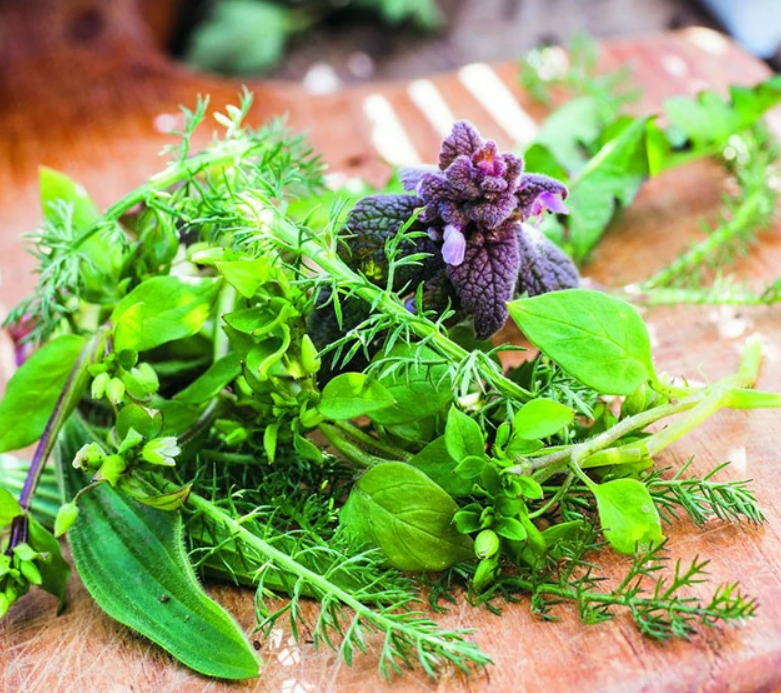 Du bon usage des plantes sauvages