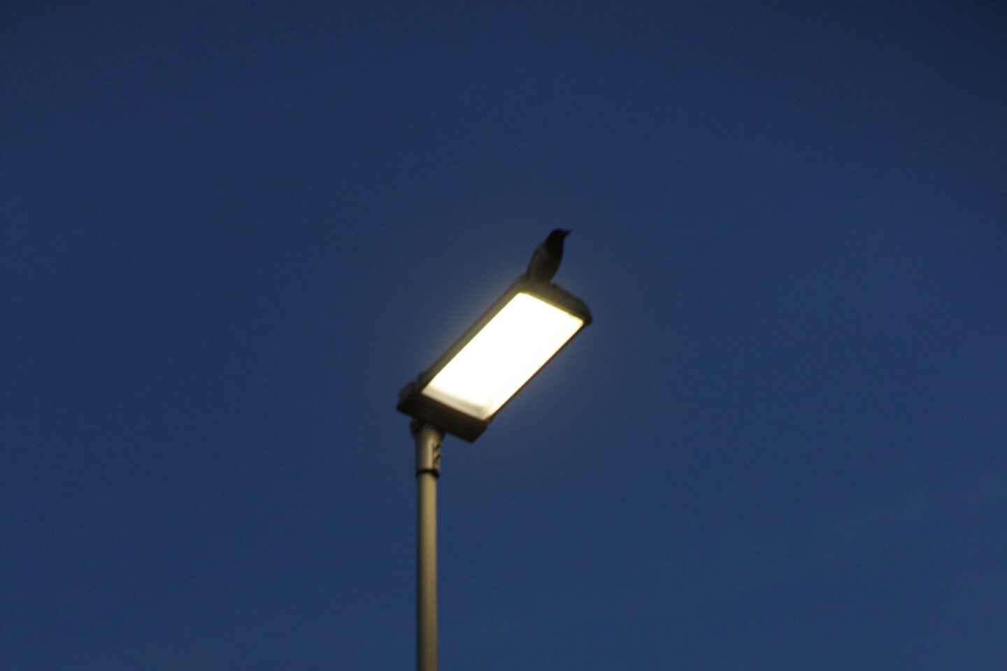 Eclairage public et biodiversité