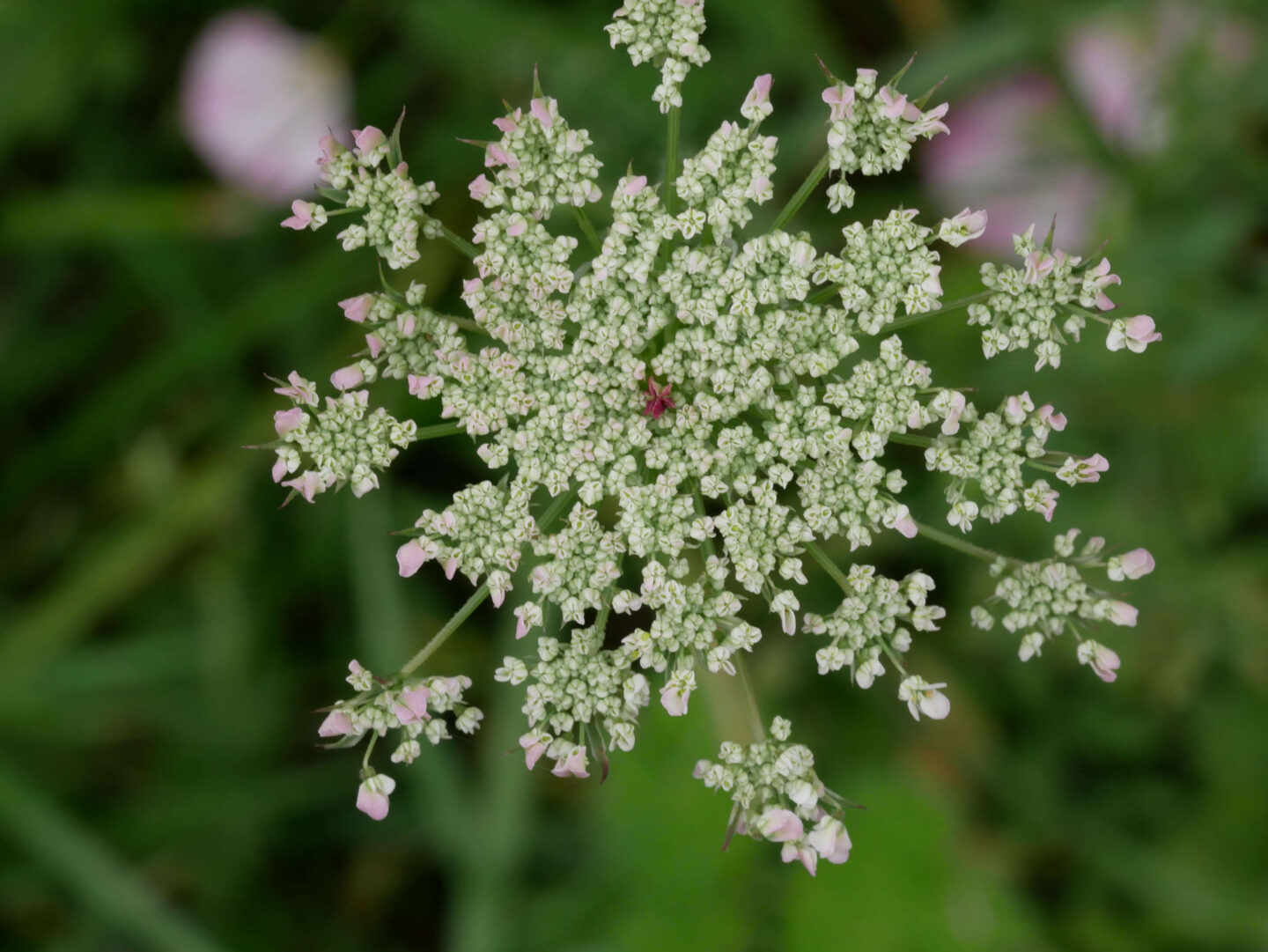 Ecrire les sens au jardin le goût Jardin des plantes compagnes Montgesoye
