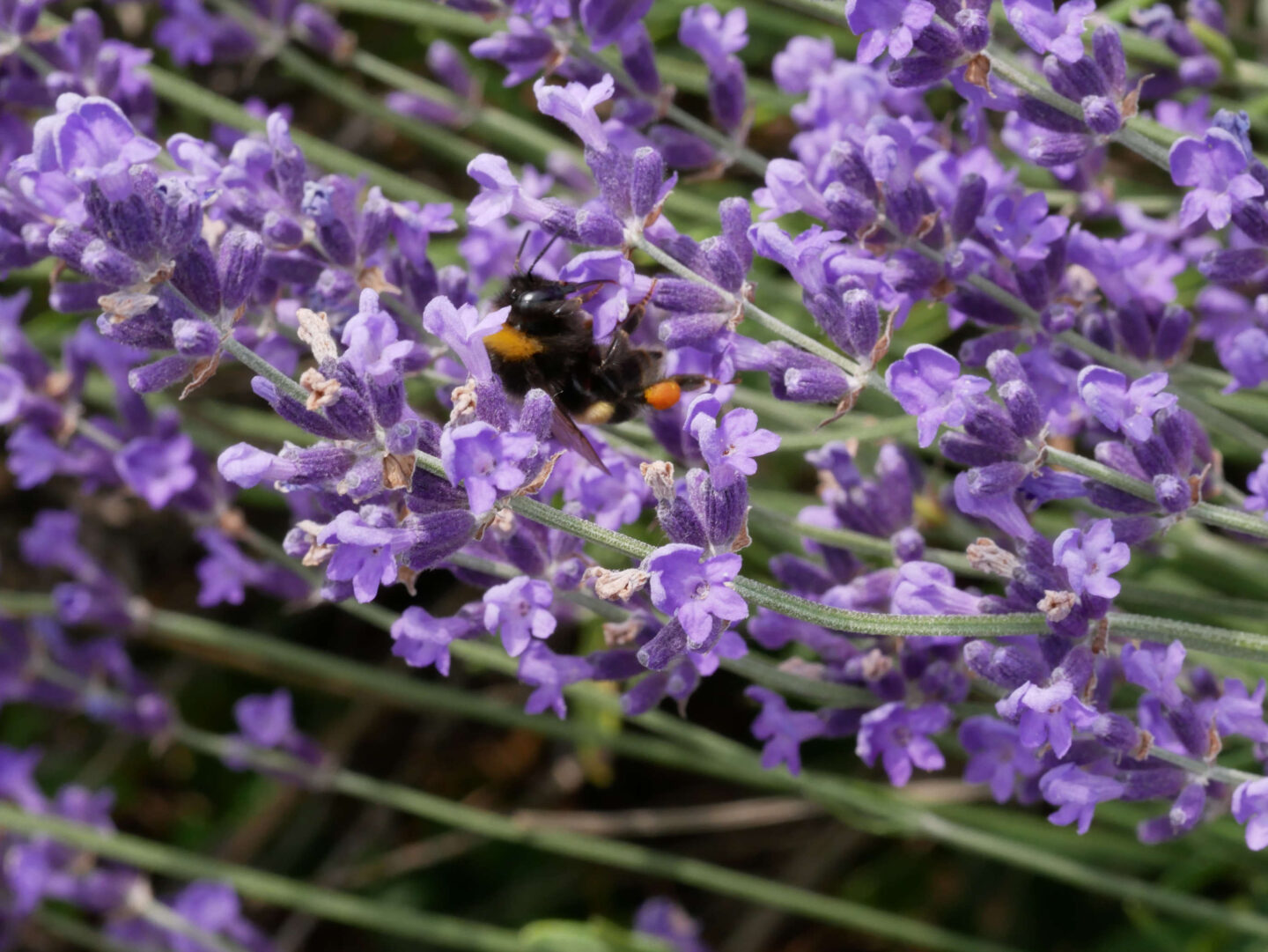 Écrire les sens au jardin le toucher 40 Rue de Besançon Montgesoye 2026-07-08