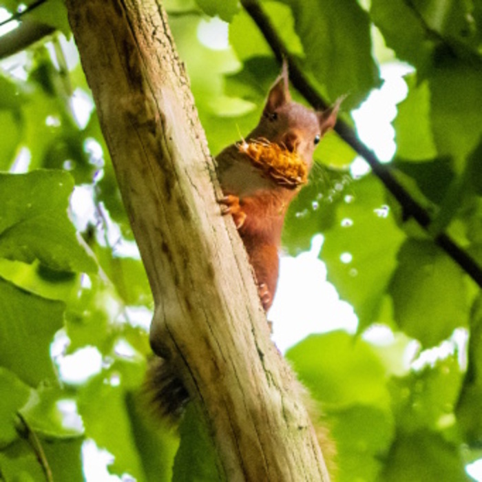 Ecureuil nous voilà !, Parc de la Citadelle, Lille