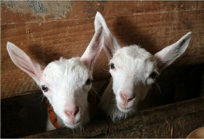 Élevage la Doudou, Élevage la Doudou, Cheptainville