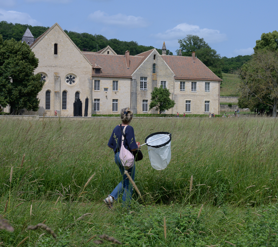 Emprunte d&rsquo;insecte  Bruère-Allichamps