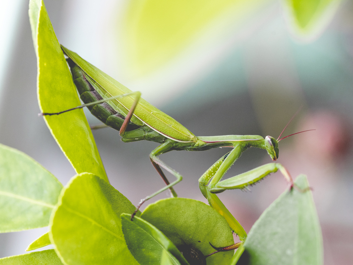 Entre Orne et Rouvre, viaduc du mesnil villement, Le Mesnil-Villement