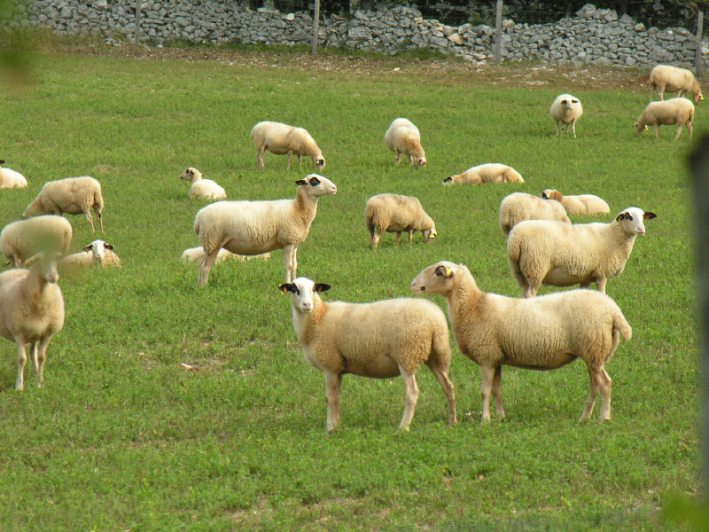 Entre Pechs et Combels Ginouillac Lot