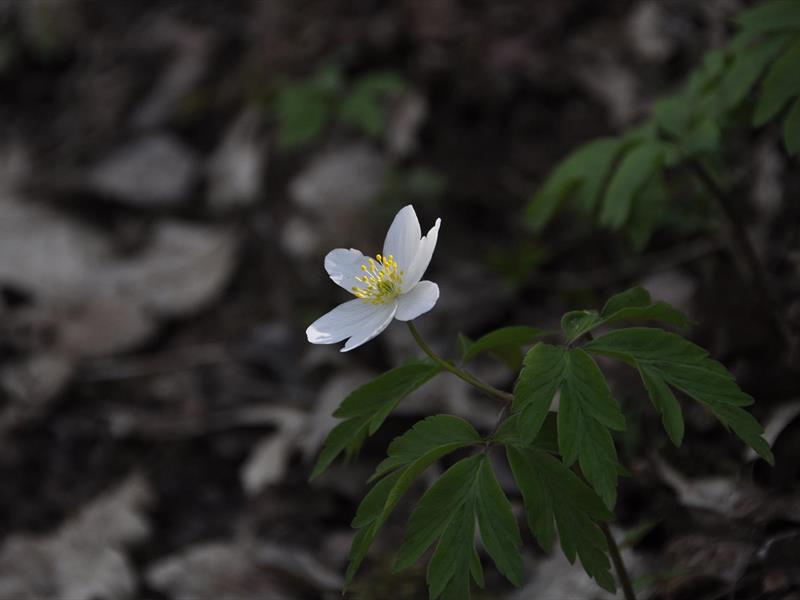 Entrez dans la ronde  Villé