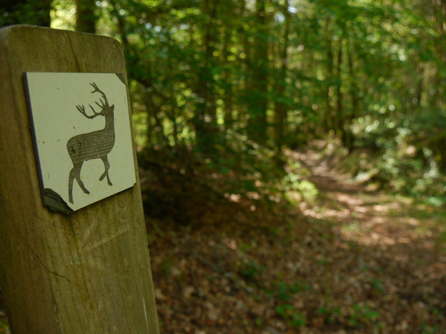 Escape Game Nature le mystère du grand cerf  Gros-Chastang