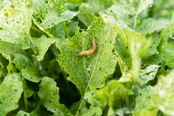 Escargots et cie : à la rencontre des petites bêtes du jardin, Jardin des Coccinelles, Lille