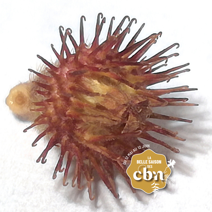 Et avant la graine ? Voyage dans le passé des plantes – Haute-Loire, Château de Chavaniac-Lafayette, Chavaniac-Lafayette