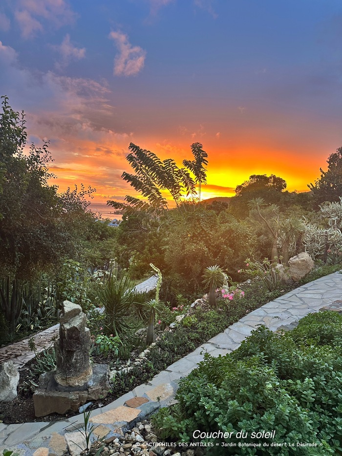 Et si VOIR devenait une expérience ? Préparez vos YEUX !!!, Jardin botanique du Désert, La Désirade