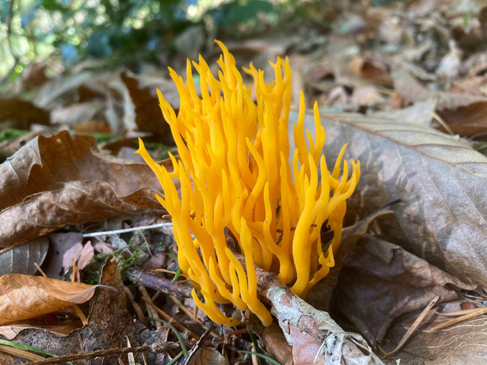 Etonnant voyage chez les champignons (43), Jardins du Conservatoire botanique national du Massif central, Chavaniac-Lafayette