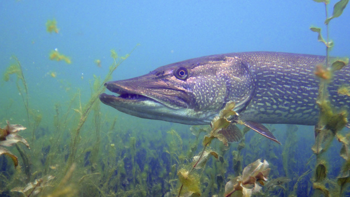 Explore Demain – Poissons du lac et pêche durable, Espace Léman, Genève