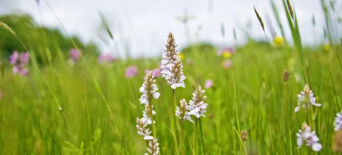 Explorez les orchidées sauvages de Guernesey, Bridget Ozanne orchid fields, St. Pierre du Bois