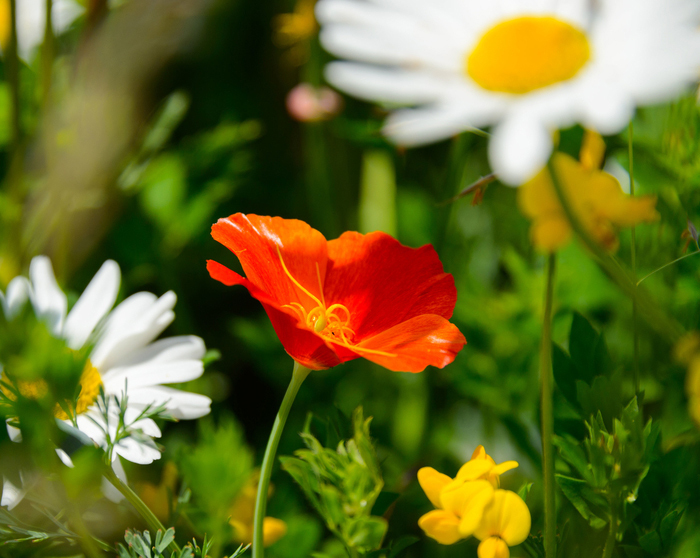 Explorons le jardin remarquable Château de Talcy Talcy