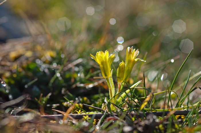 Expo photo « Plantes sauvages du Massif central » – Puy-de-Dôme, Maison des espaces naturels, D225, Vindiolet
