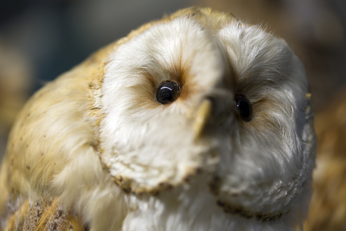 Exposition : cui-cui et compagnie Fabrique des Savoirs Elbeuf