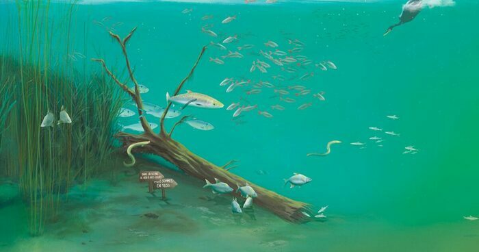 Exposition : Dans la Seine… Des poissons ? MuséoSeine