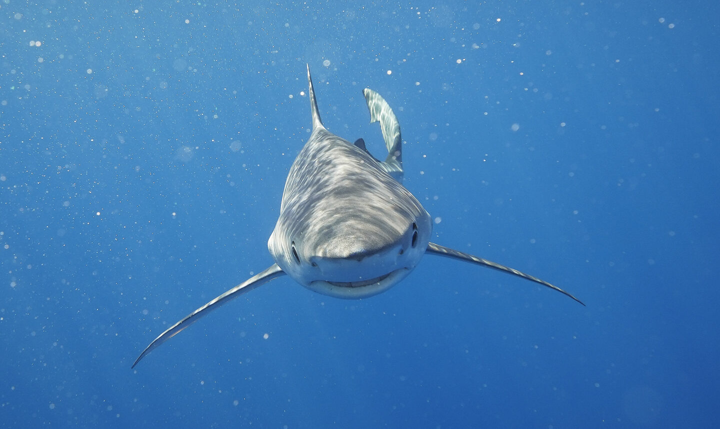 Exposition Découverte du Gouf de Capbreton Maison de l’Environnement Anglet