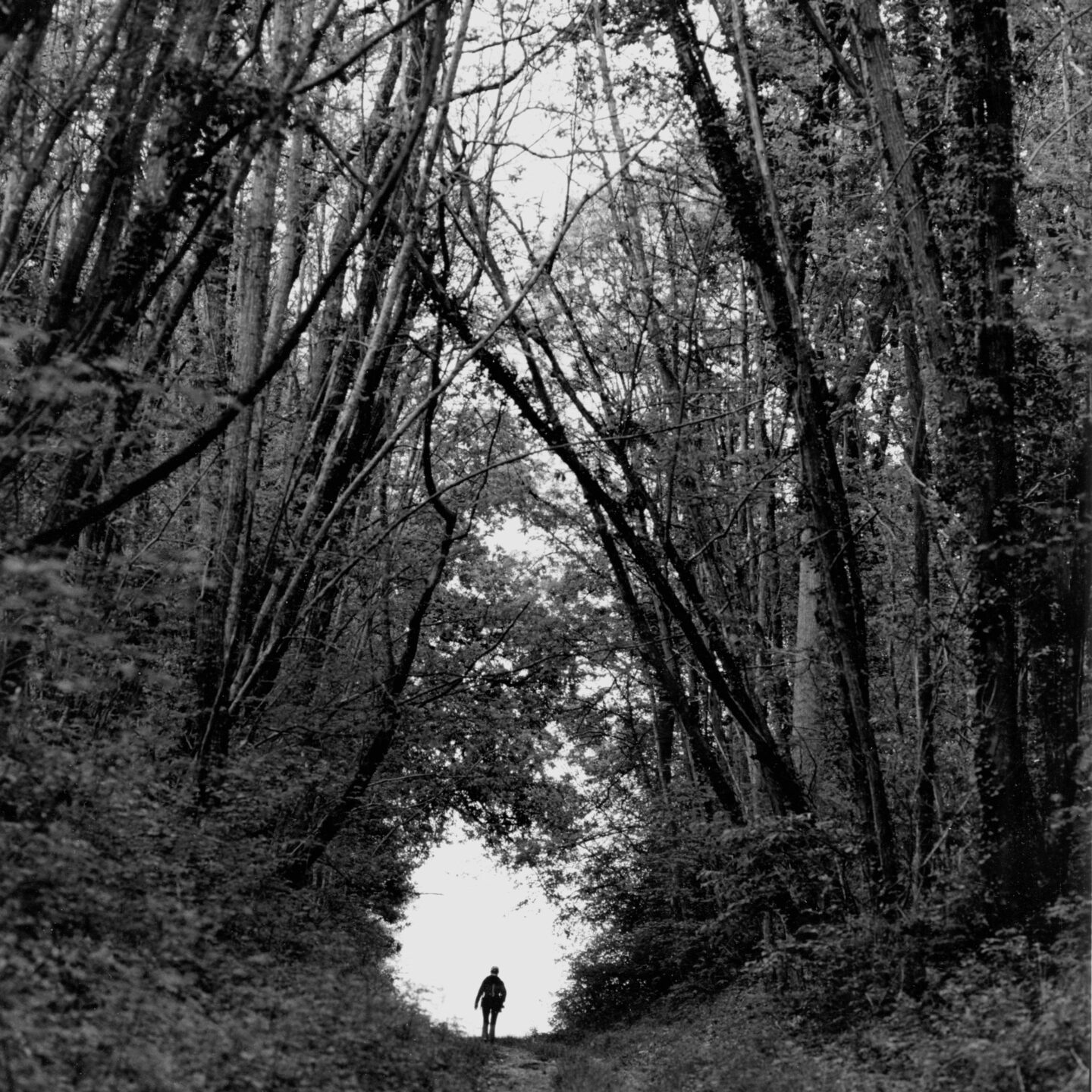 Exposition Histoires d&rsquo;hommes, de femmes et d&rsquo;arbres Photographies de Bernard Descamps  Chinon