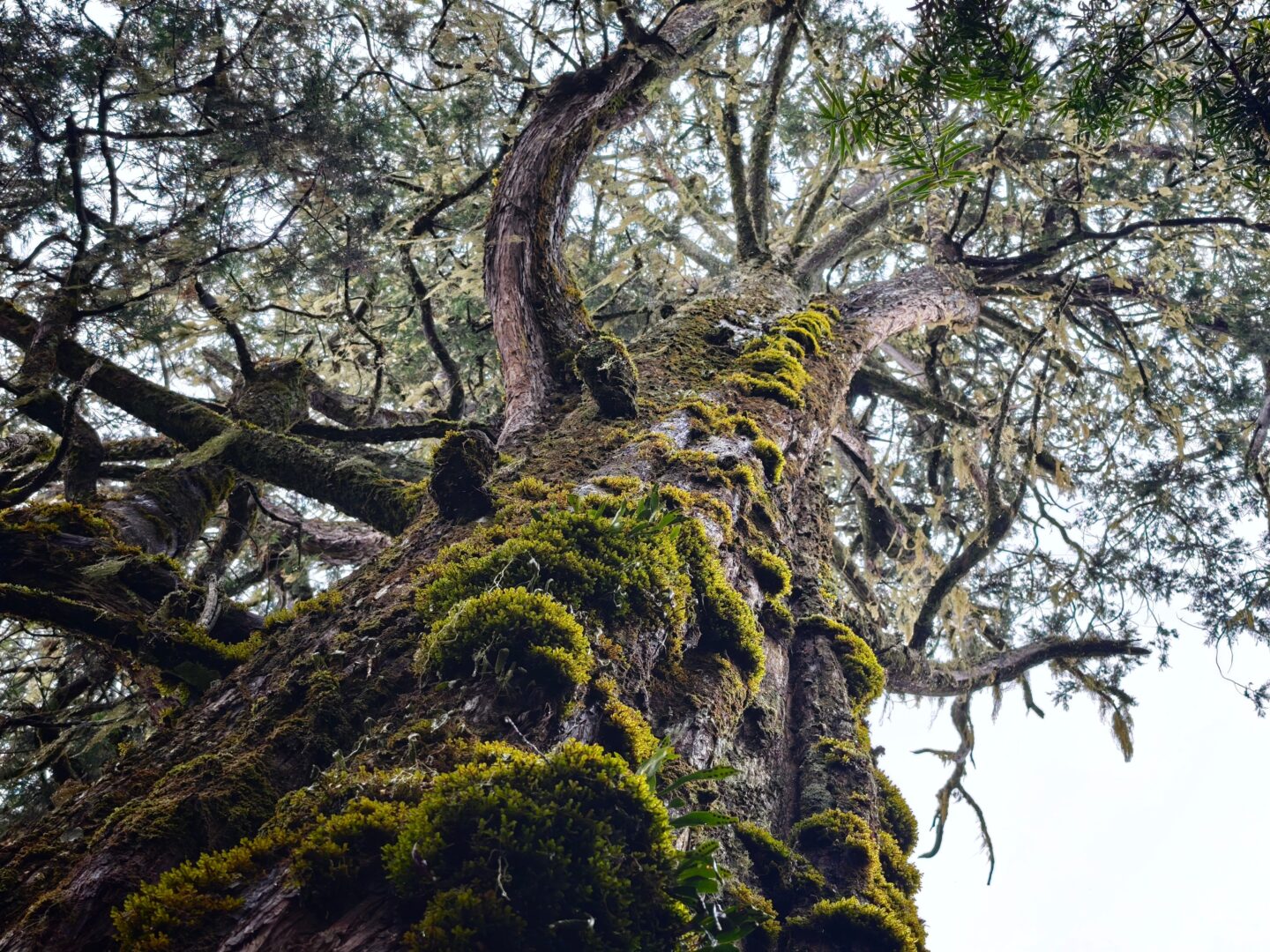 Exposition-Jeu Arborescence »  Gourdon