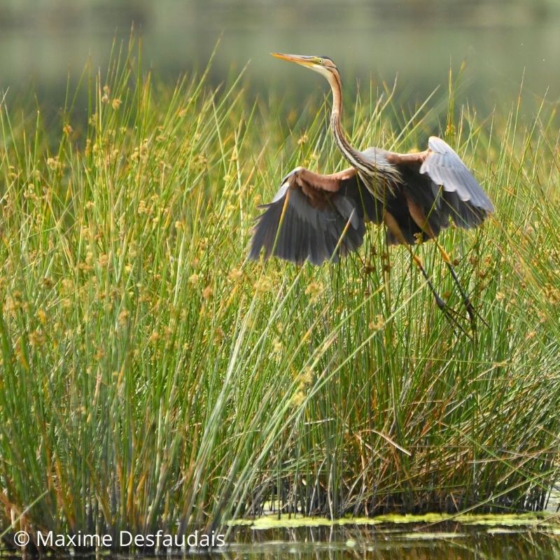 Exposition La Manche, à battement d&rsquo;ailes Médiathèque Lessay