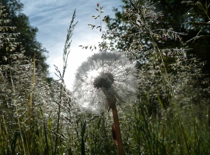 Exposition Ortie et compagnie Bibliothèque Thabor-Lucien Rose Rennes