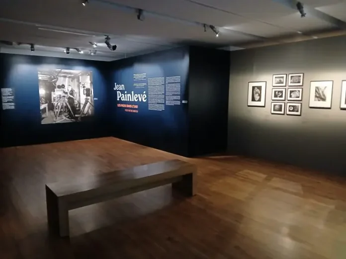 exposition painlevé