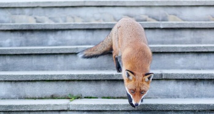 Exposition Paris Sauvage, Bibliothèque Elsa Triolet – Pantin, Pantin