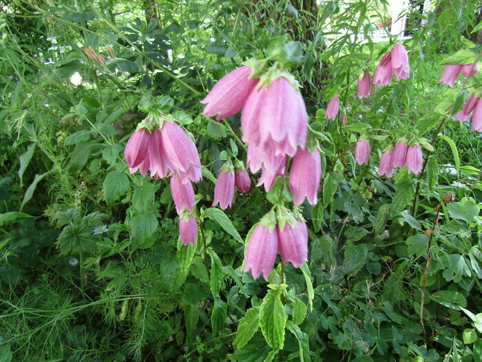 Exposition : Regard sur la nature, Les Jardins de Malmont, Belfort-du-Quercy