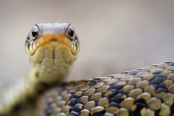 FASCINANTS REPTILES… AVEC BORDEAUX MÉTROPOLE
DANS LE CADRE DU PRINTEMPS DE LA BIODIVERSITÉ, Maison écocitoyenne, Bordeaux