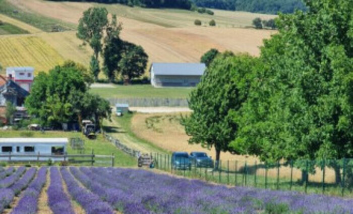 Ferme de lavande au pied de la Grande Colline, Levanduľová farma pod Veľkým vrchom, Veľké Kršteňany