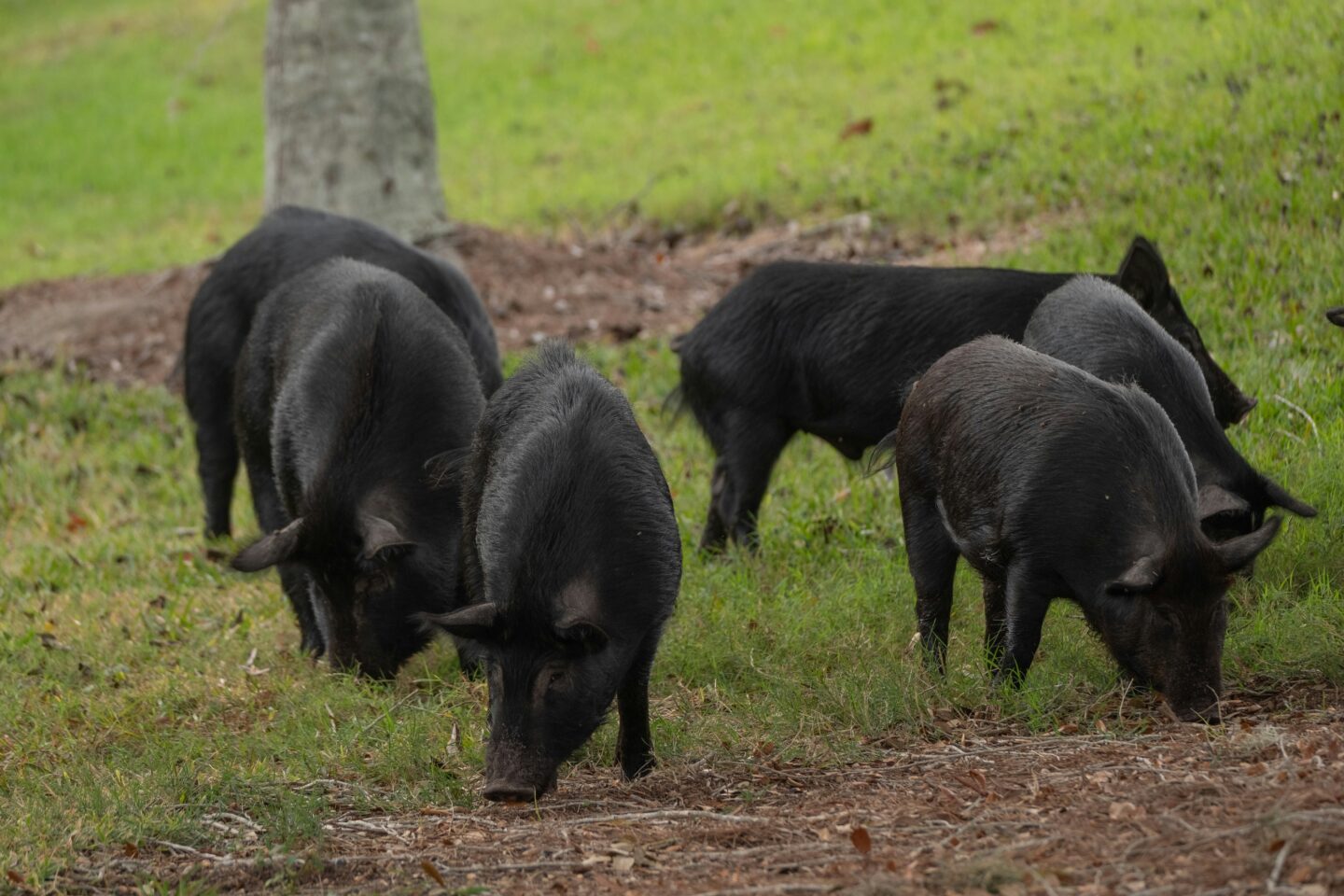 FERME EN FETE LES PORCS DU COTEAU DE CHARLAS LES PORCS DES COTEAUX DE CHARLAS Charlas
