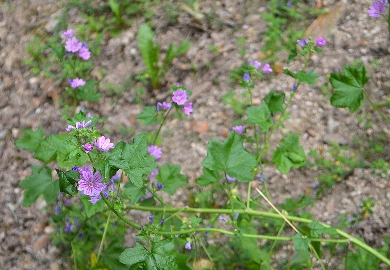 Fête de la nature Découverte des spécificités botaniques liées aux vestiges gallo- romains  Pierre-Buffière