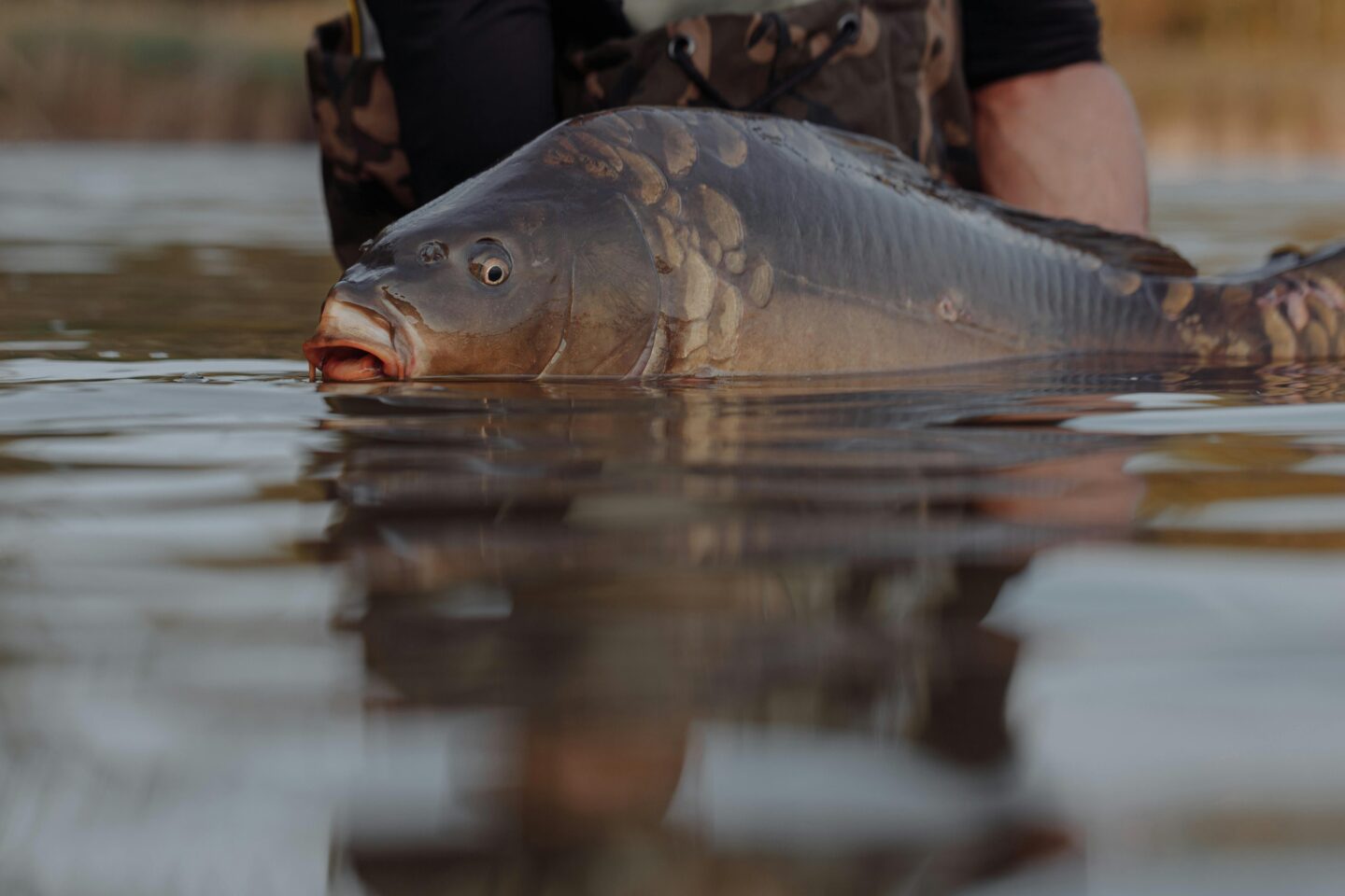 Fête de la pêche  Bonny-sur-Loire