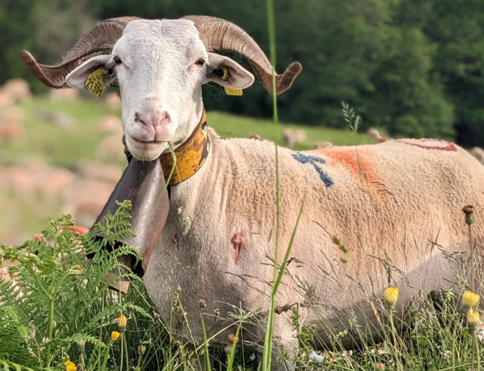 Fête de la Transhumance, L&rsquo;Espérou, Valleraugue (30), Val-d&rsquo;Aigoual