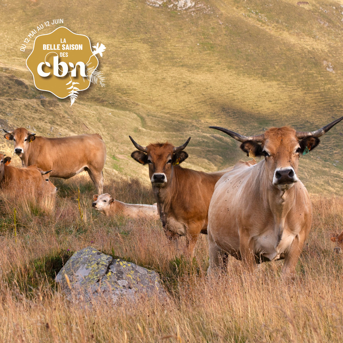 Fête de l&rsquo;Estive – Cantal, Allanche, Allanche