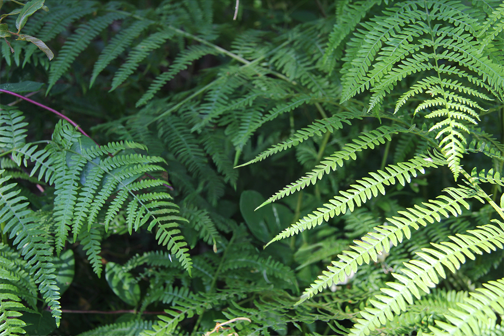 fête des fougères Gaillères