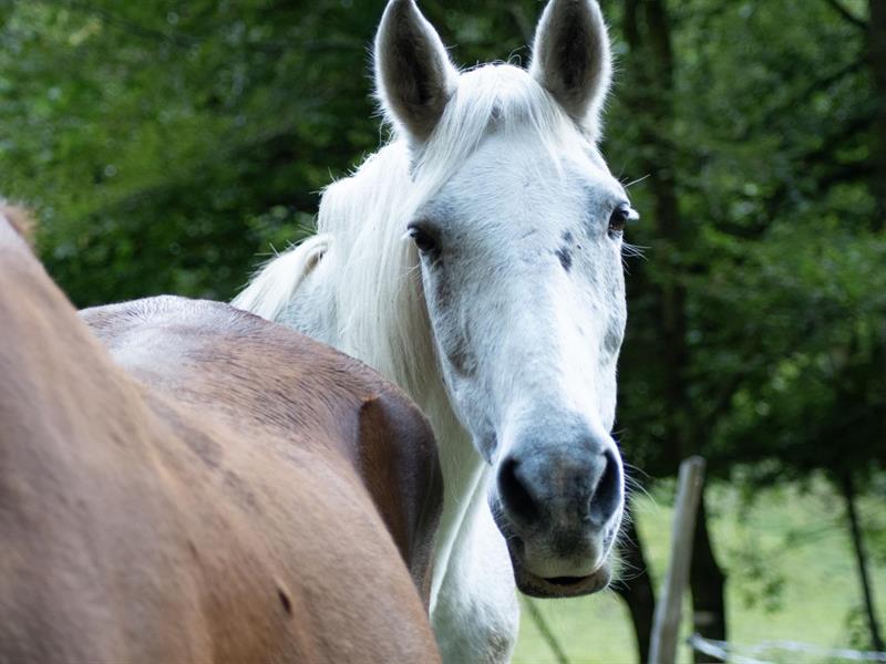 Fête du cheval à Équivallée  Albé
