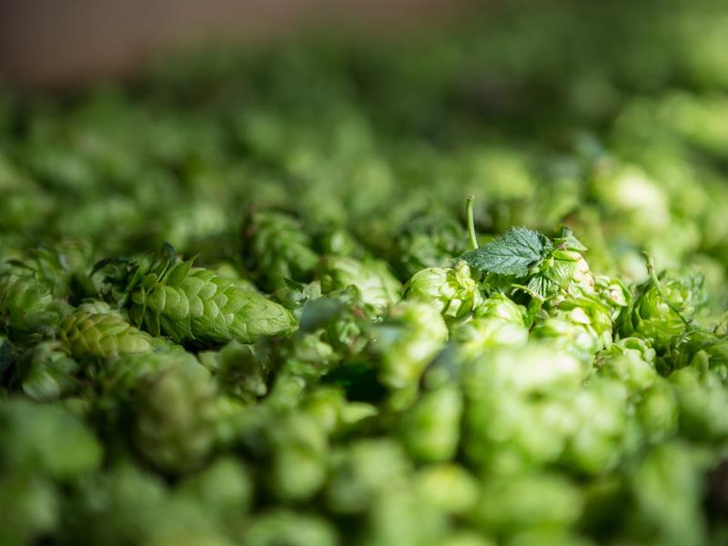 Fête du Houblon  Wingersheim les Quatre Bans