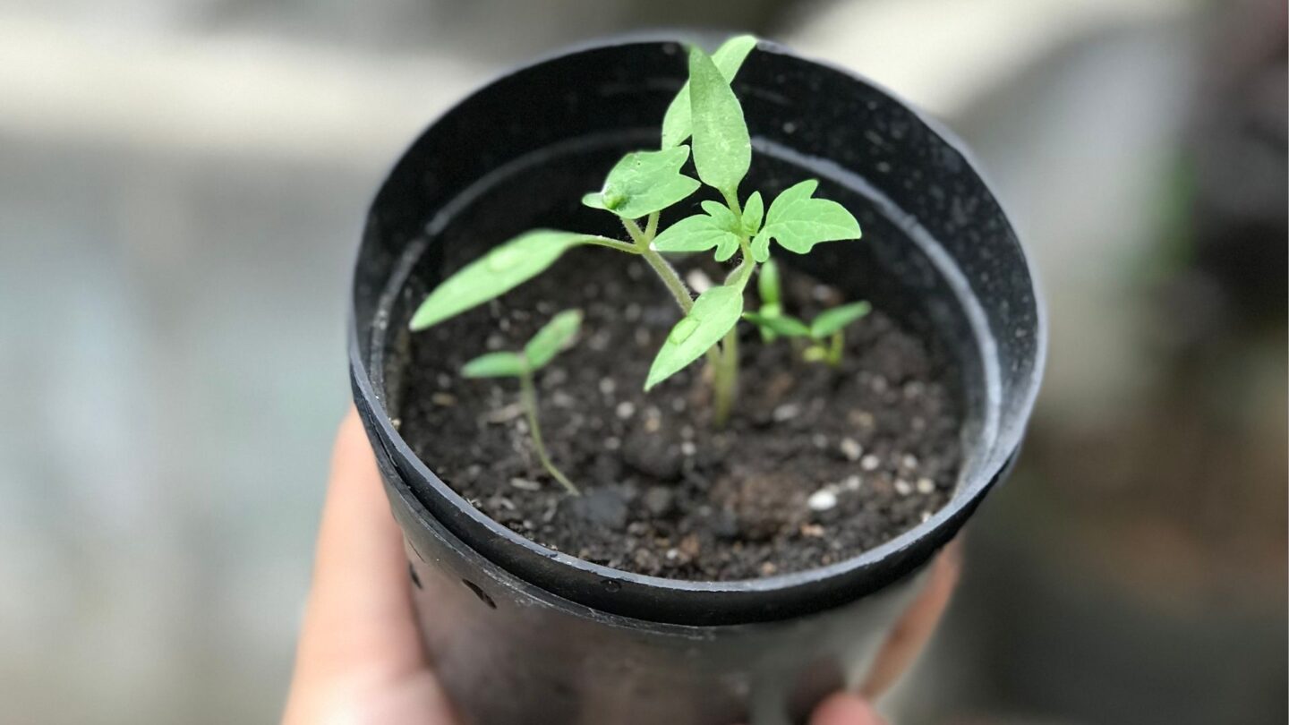 Fête le printemps O&rsquo;Panier Local Orthez