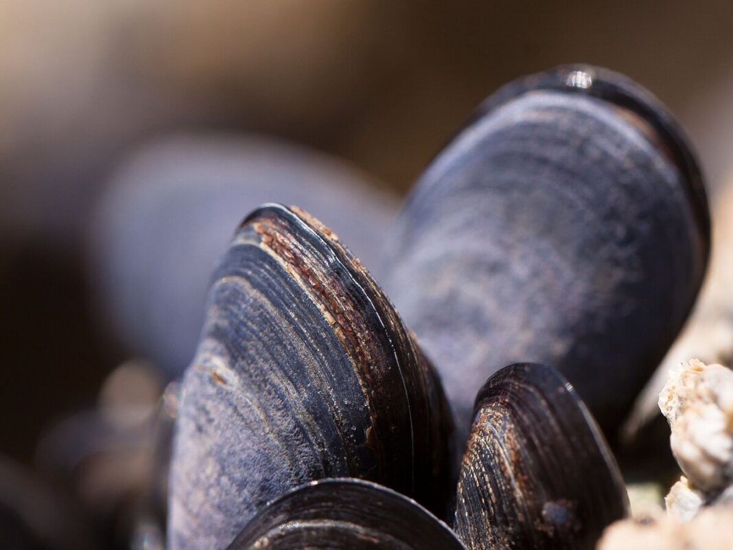 Fêtes des moules Rue des Mielles Tourneville-sur-Mer